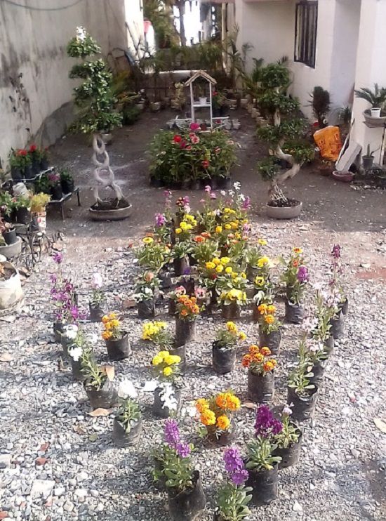 best plant nursery in dehradun