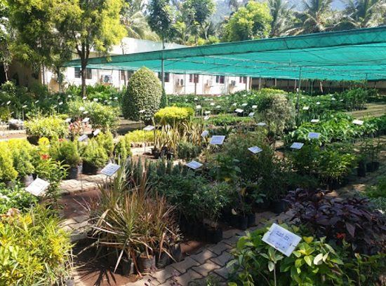 Best Plant Nursery in Ooty