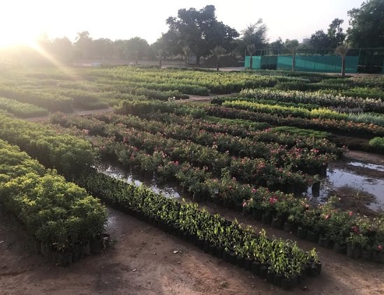 best plant nursery in gandhinagar2