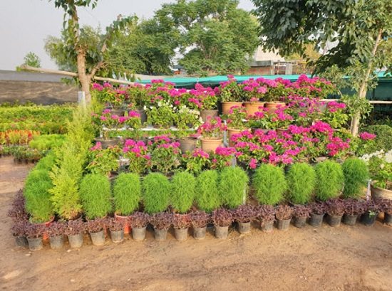 Best plant nurasery in Gurugram