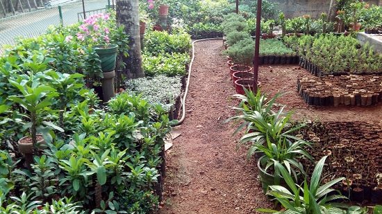 Best Plant Nursery in Kottayam with many plants on offer 