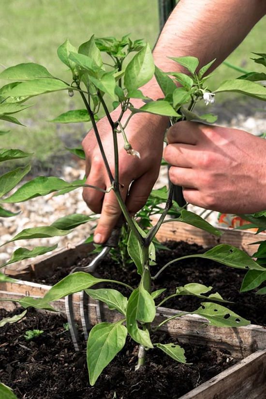 How to Grow Green Chilies in Containers?
