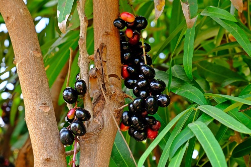 How to Grow Jamun Tree at Home