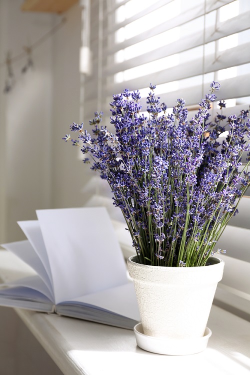 Grow Lavender at Home