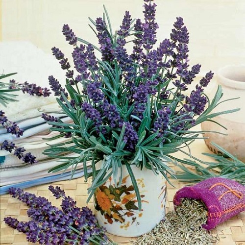 Different Varieties of Lavender in India