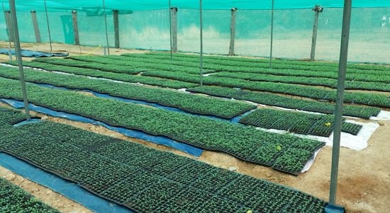 Best Plant Nursery in Tumakuru