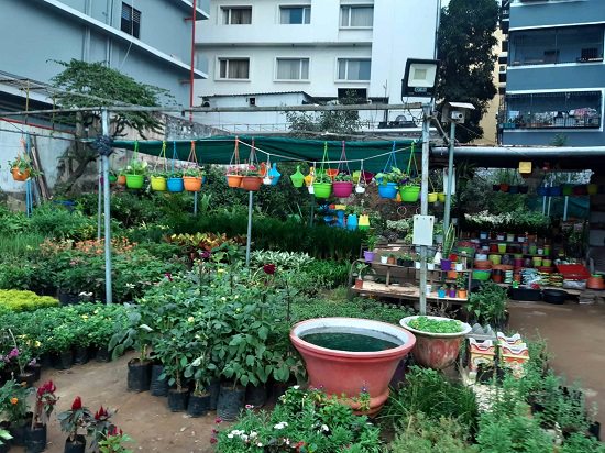 Best Plant Nursery in Visakhapatanam