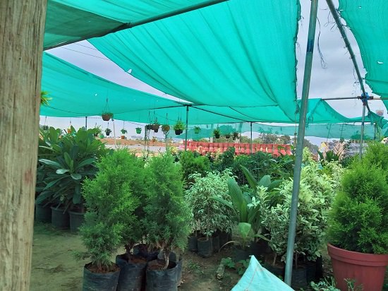 Plant Nursery in Tumakuru