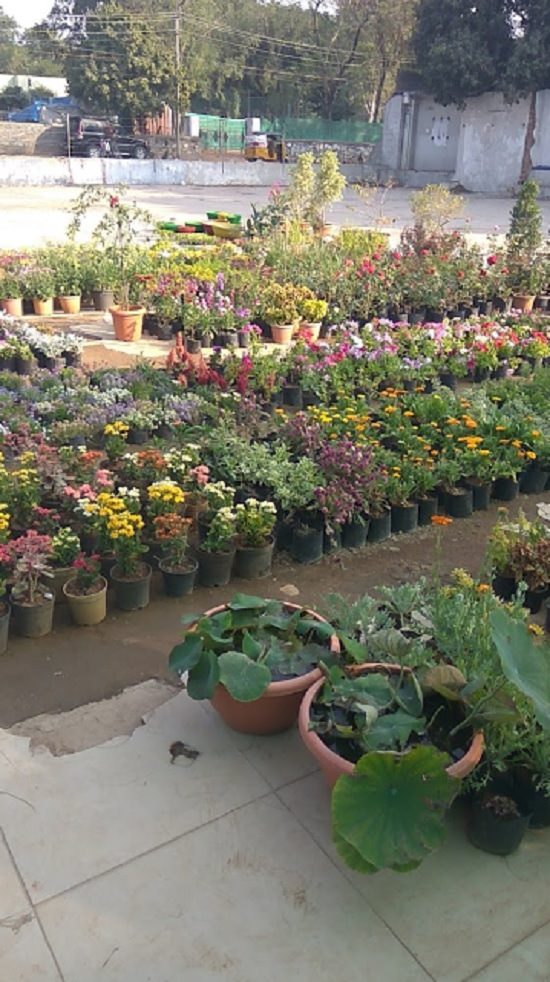 Best plant nurseries in secunderabad