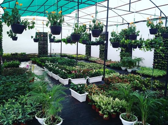 top plant nursery in udaipur