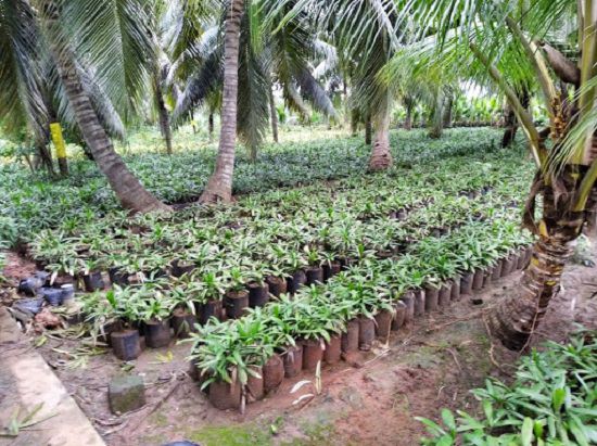 Top Plant Nursery in Visakhapatanam