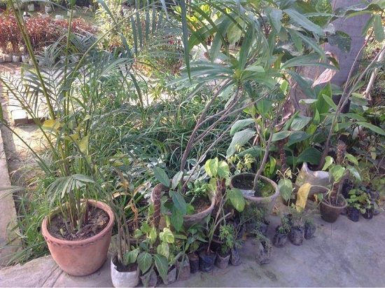 top plant nursery in varanasi