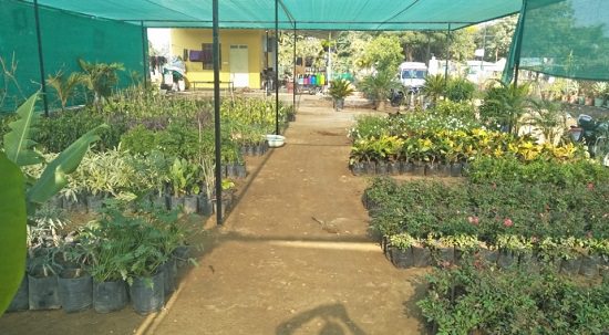 Best plant nurseries in udaipur