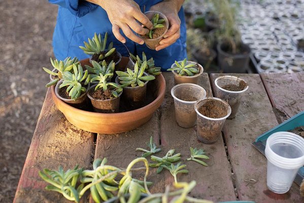How to Make Potting Soil at Home in India for your plants and pots