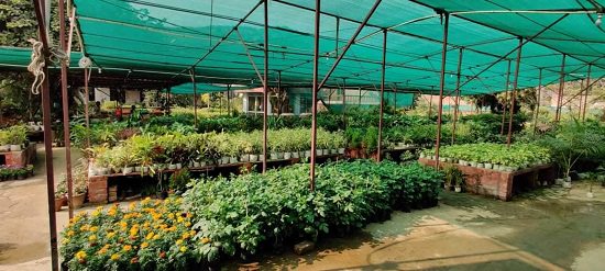 Best Plant nursery in Alwar
