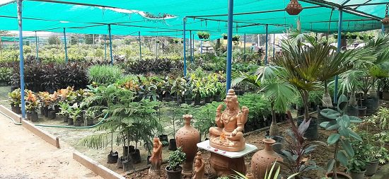 Best Plant Nursery in Morbi