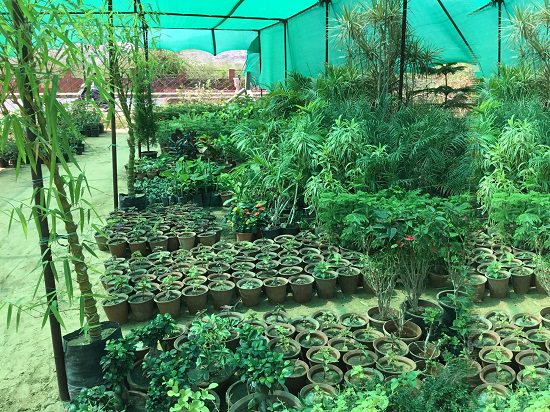 Best Plant Nursery in Pushkar