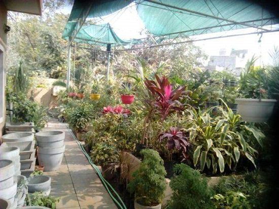 Best Plant Nursery in Rajkot