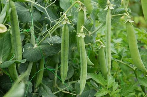 essay on green vegetables in hindi