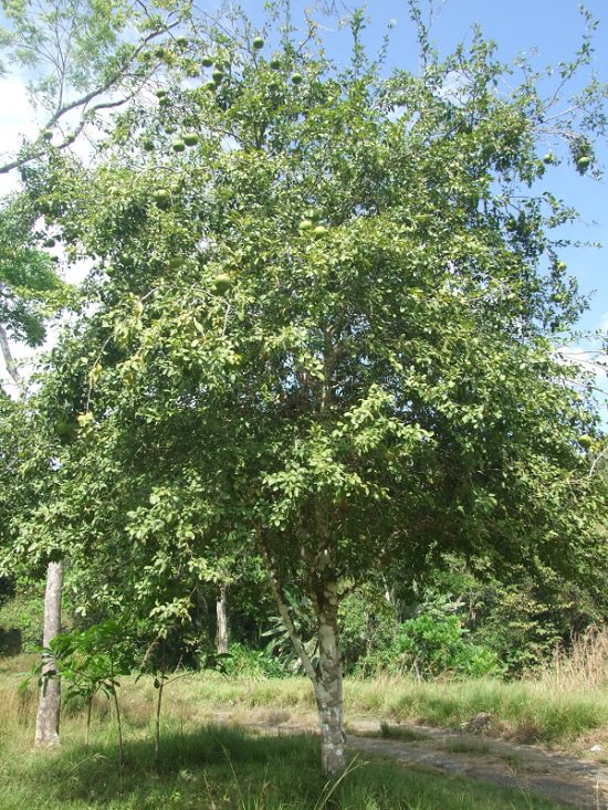 How to Grow Bael Tree