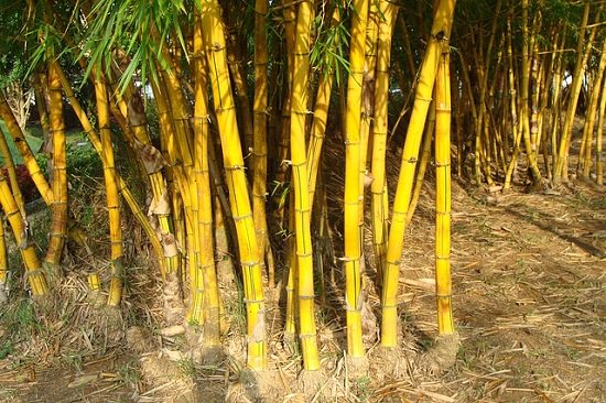 Types of bamboo: Bambusa Strita