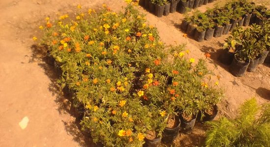 top plant nursery in jabalpur