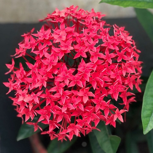  Summer Flowering Plants in India 89