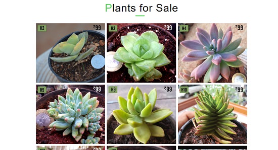 How to buy Succulent Plants Online in India 2