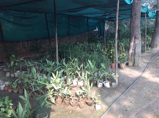 Plant nursery in Alwar