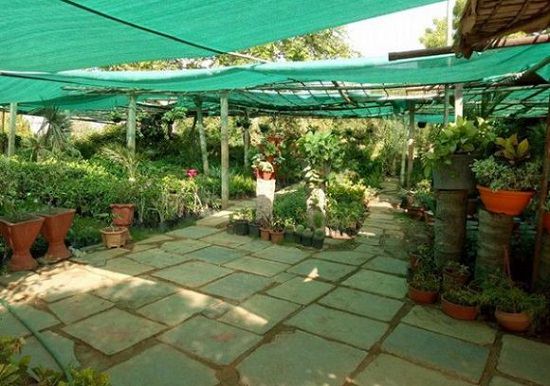 Best Plant Nursery in Anand 2