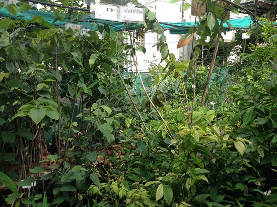 Best Plant Nursery in Junagadh 2
