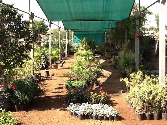 Best Plant Nursery in Rajkot 2