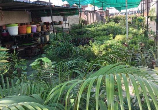 Best Plant Nursery in Ajmer