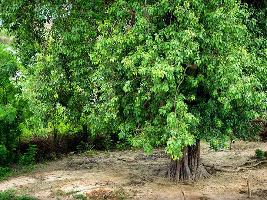 Deep Rooted Trees in India 2