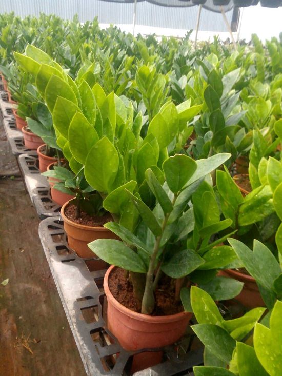 Best Plant Nursery in Sikar 2