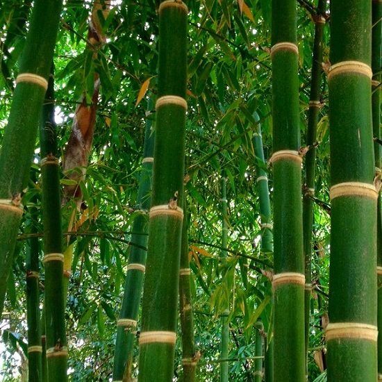 Types of bamboo in India: Bambusa Balcooa
