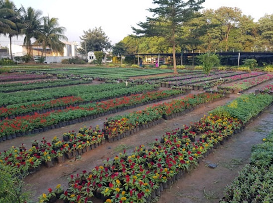 Best Plant Nursery in Anand 3