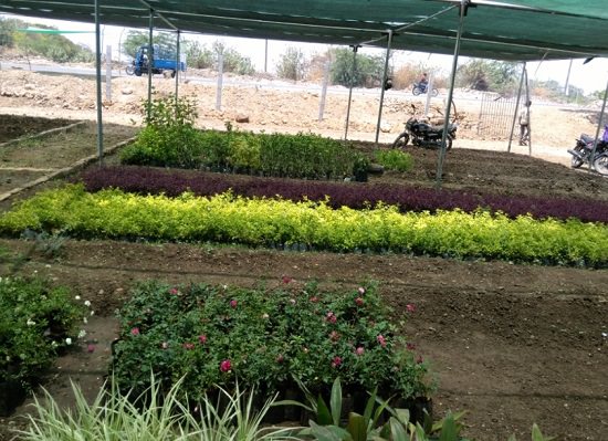 Best Plant Nursery in Junagadh 3