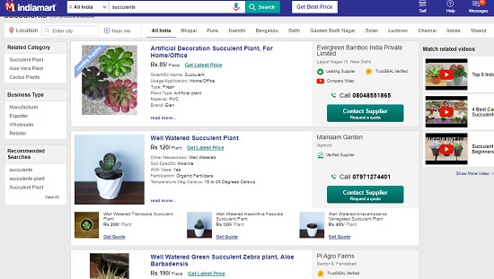How to buy Succulent Plants Online in India 4