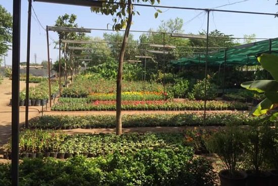 Best Plant Nursery in Rajkot 8