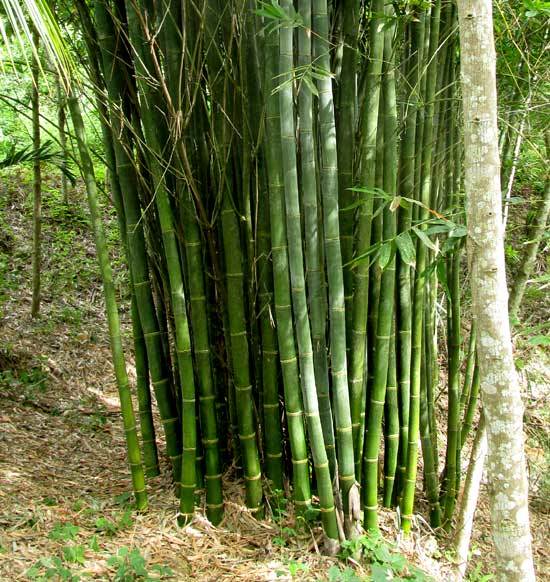 Types of bamboo in India: Dendrocalamus Giganteus