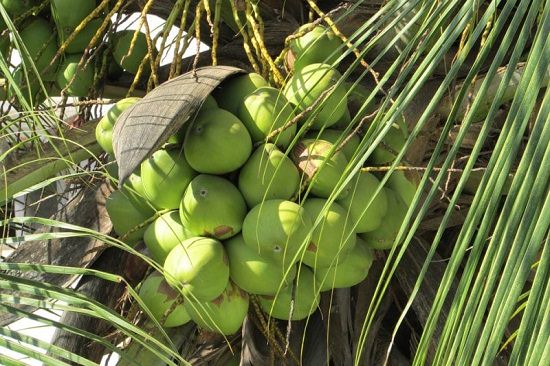 Coconut Varieties in India 3