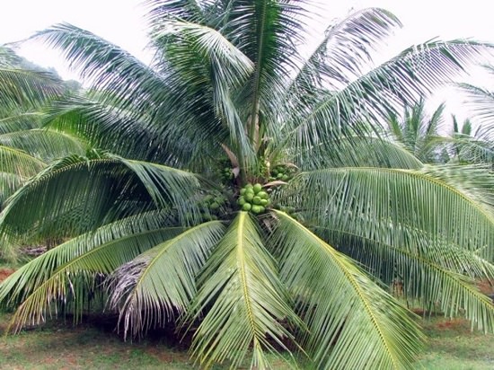 Coconut Varieties in India 2