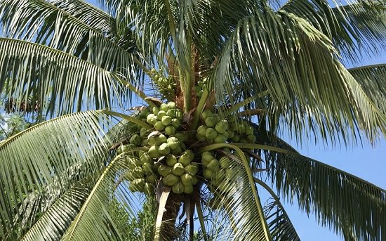 Coconut Varieties in India