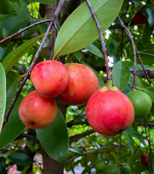 Kokums are also native berries found in India,