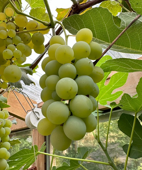 Grapes are grown in many states in India