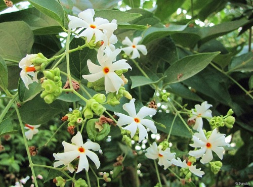  Summer Flowering Plants in India 59