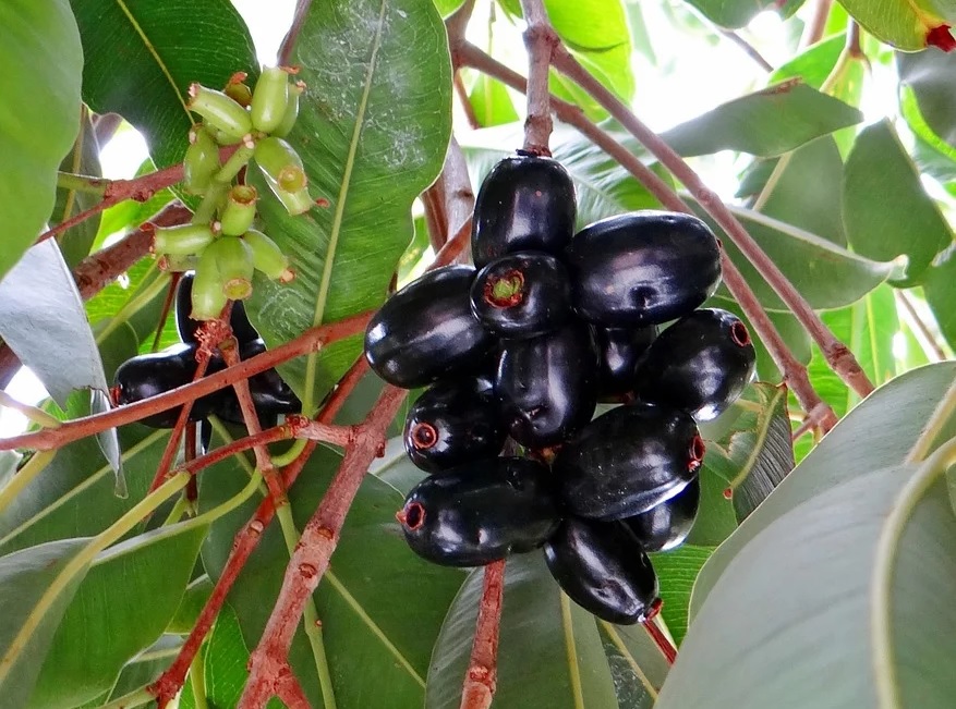 8 Most Oxygen Producing Tree in India: jamun
