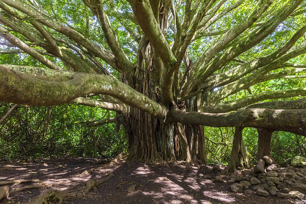 8 Most Oxygen Producing Tree in India: Banyan