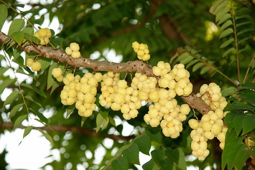 Types of berries in India
